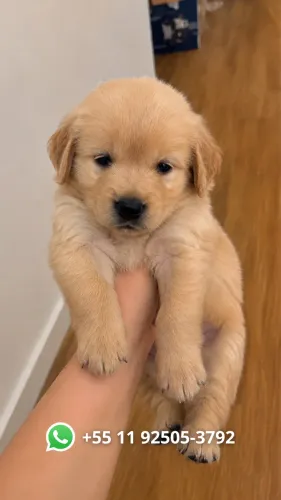 Golden Retriever Filhote