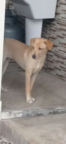 Doa se caramelo castrada fêmea de um ano
