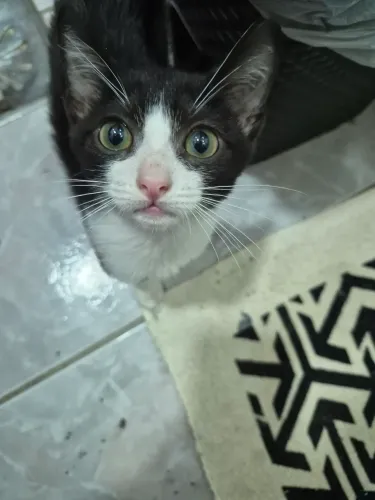 Doação de lindo gatinho filhote branco e preto  