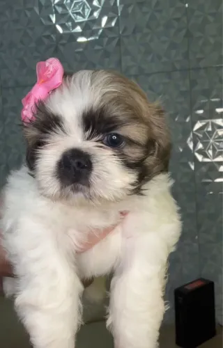 Shih-tzu com 48 dias vacinado 