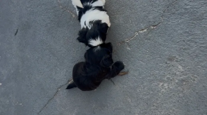 Cachorro