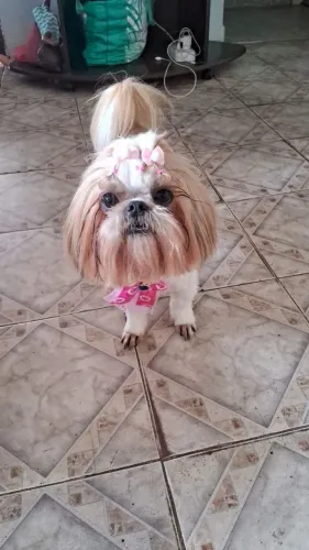 Procuro namorado shih tzu