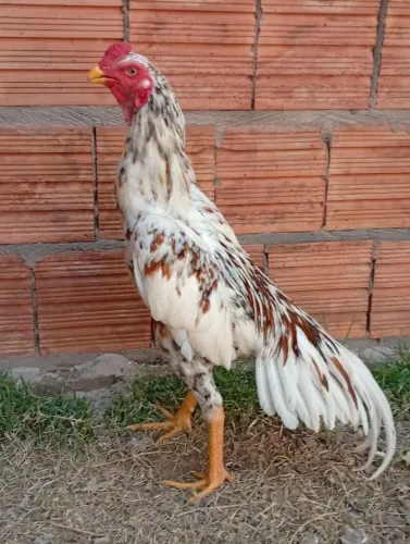 Galo Índio 