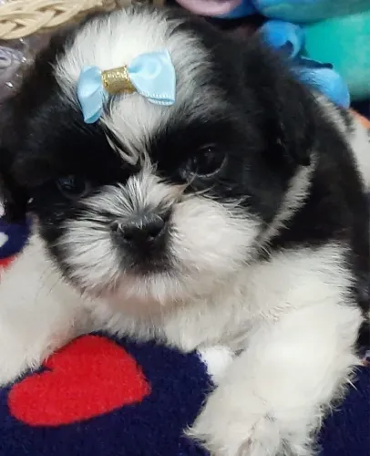 Filhote Shih Tzu para reserva