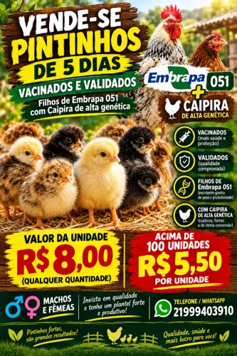 Pintinhos caipira