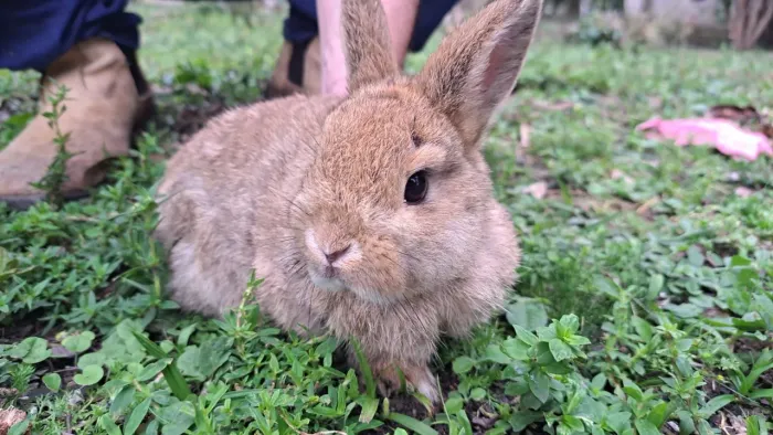 Mini coelhos