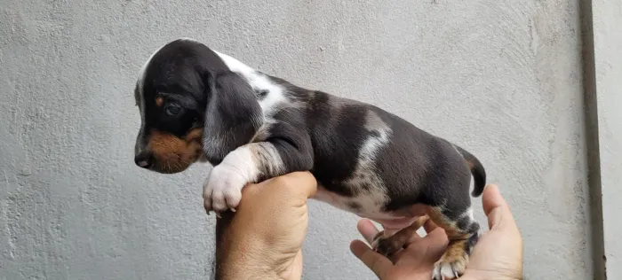 Dachshund cofap salcichinha 