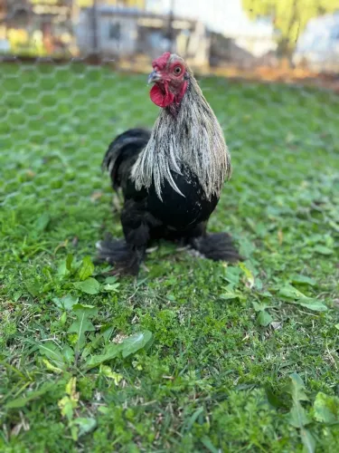 Galo de mini cochim dark 