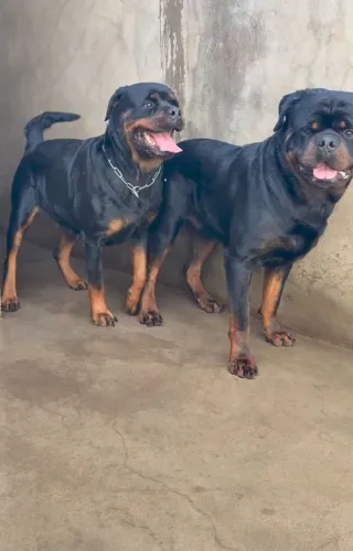 Filhote de Rottweiler padrão alemão 