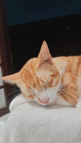Estou doando um gatinho lindo laranja, vou viajar e nao tenho onde deixar lo