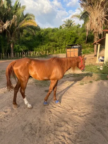 Cavalo Professor para Vaquejada
