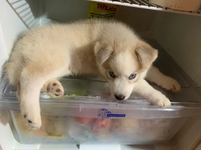 VENDO FILHOTE DE HUSKY SIBERIANO 