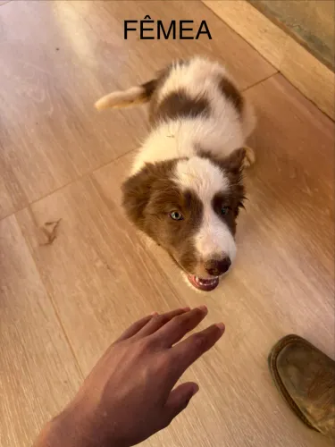 Vende-se casal de border collie 