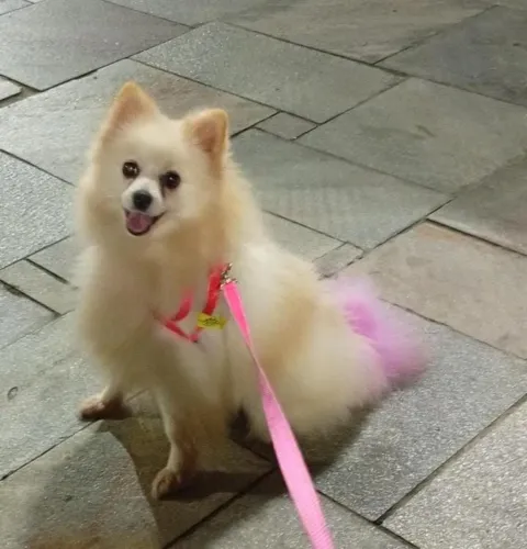 Spitz alemão fêmea 9 meses