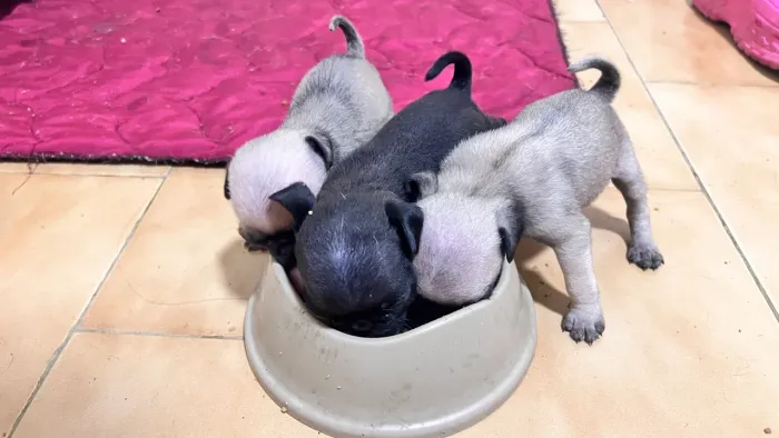 FILHOTES PUG
