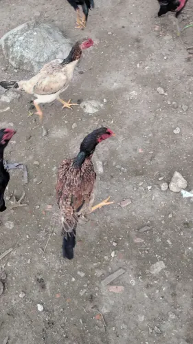 Galinhas