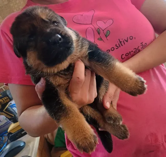 Filhote de cachorro