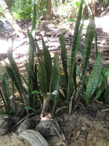 Vendo planta