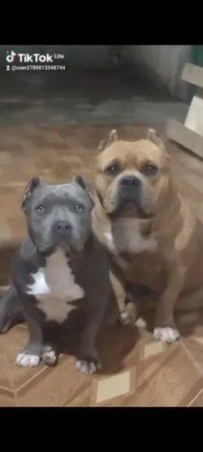 Lindos filhotes de American Bully disponíveis ...
