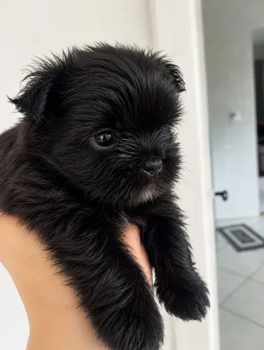 shih tsu macho mini bem pequeno