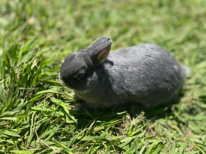 Mini coelho netherland Show Blue otter