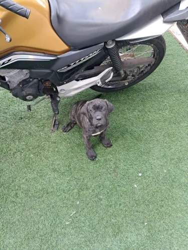 Cane corso