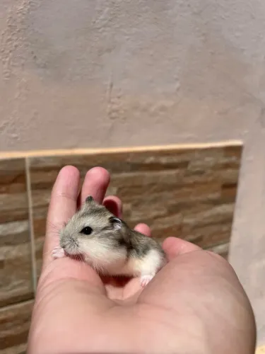 Hamster