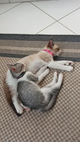 doa-se gatinha, 5 meses, super dócil 