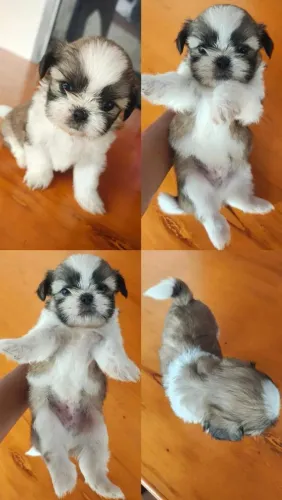Vendo filhotes da raça Shitzu
