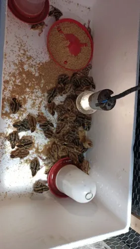 Codorninhas japônica 