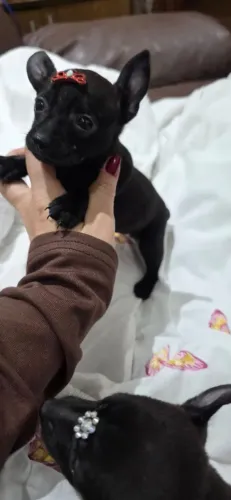 Pinscher Machinho Miniatura