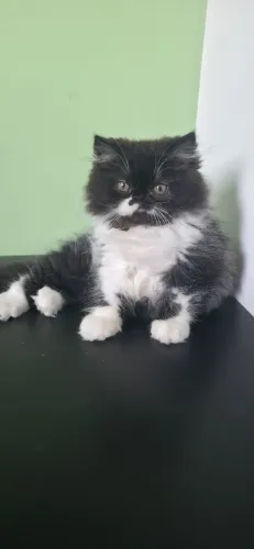 Gato persa macho 90 dias, vacinado, pais puro no local Testado fiv/felv negativo.