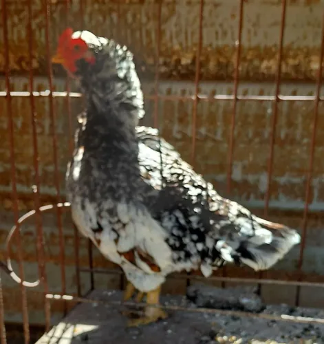 Vendo galinha e galo da raça assel rajha murg e shamo 