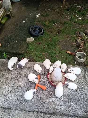 Vendo Porquinhos da índia, R$30 cada!!