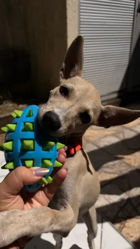 Cachorro