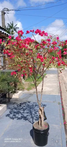 PRIMAVERA-BULGAVILLE 