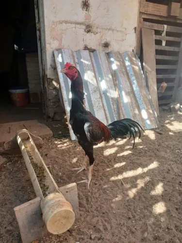 VENDO GALO DE RAÇA