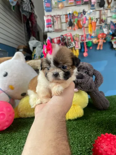 Shihtzu fêmea mini a pronta entrega tricolor 