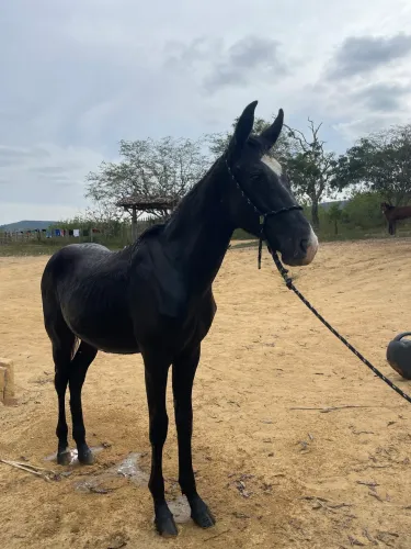 Potro mangalarga marchador