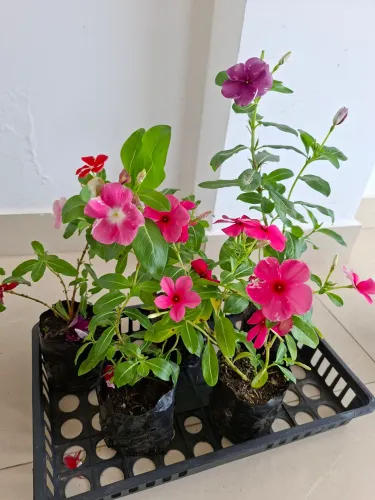 Planta