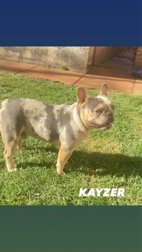 Bulldog francês para cobertura