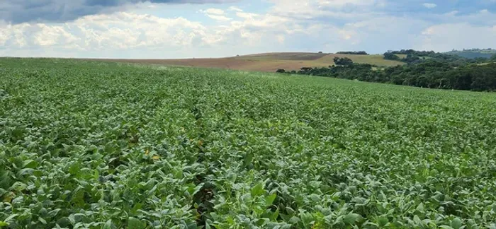 Fazenda de 50 alqueiro por 9 milhões  