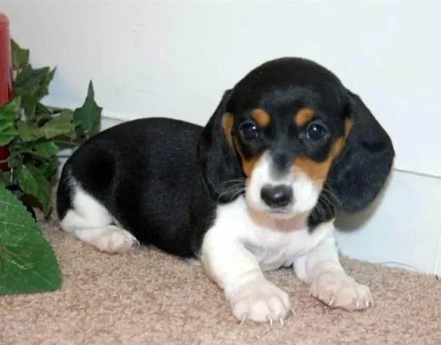 Teckel salsichinha Daschund