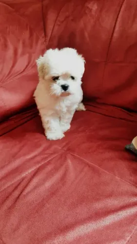 Maltês micro fêmea com 54 dias, disponível-Dani