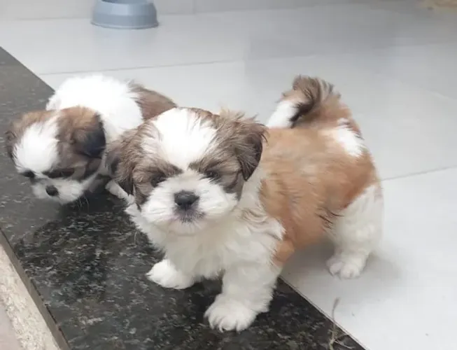 Shih tzu janota 