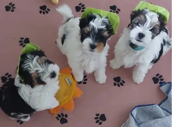 Biewer Terrier Puro com Garantia de Saúde e Pureza Racial