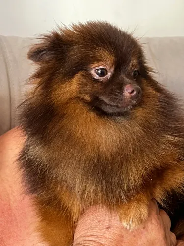 Lulu procura namorada