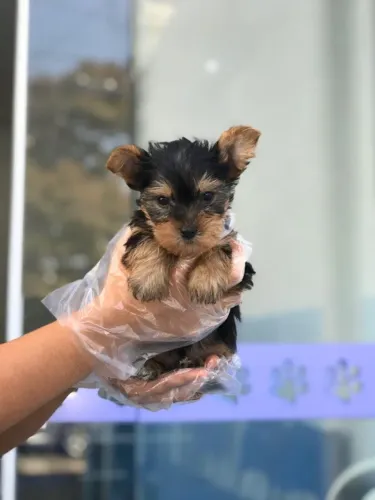 Machinho de Yorkshire micro com 58 dias vacinados e com pedigree garantia de saúde 