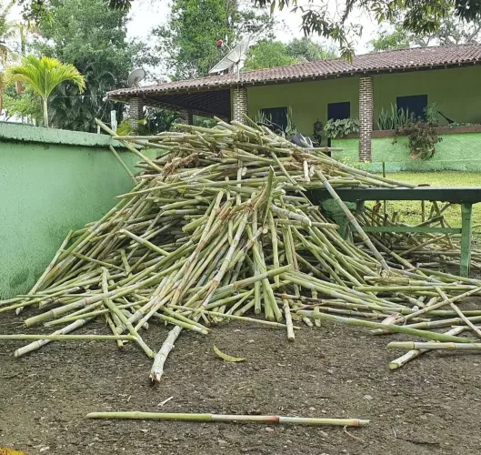 CAPIAÇU BRS DA EMBRAPA VENDO GEMAS 