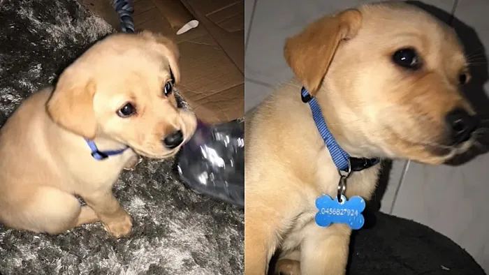 Filhote de Cachorro Labrador (Caramelo / Dourado)